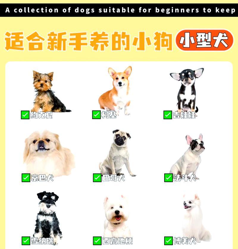 狗狗串串怎么选择好?有哪些标准? 狗狗串串怎么选择好?有哪些标准?
