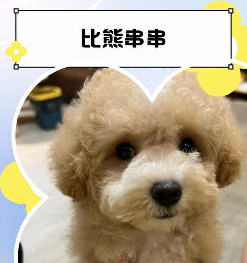 狗狗串串怎么选择好?有哪些标准? 狗狗串串怎么选择好?有哪些标准?