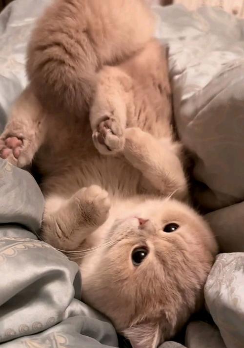 宠物猫吃了老鼠怎么吐出来？