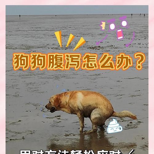 狗狗吐完后又拉稀，原因及处理方法剖析（探究狗狗吐完后又拉稀的可能原因及对策）