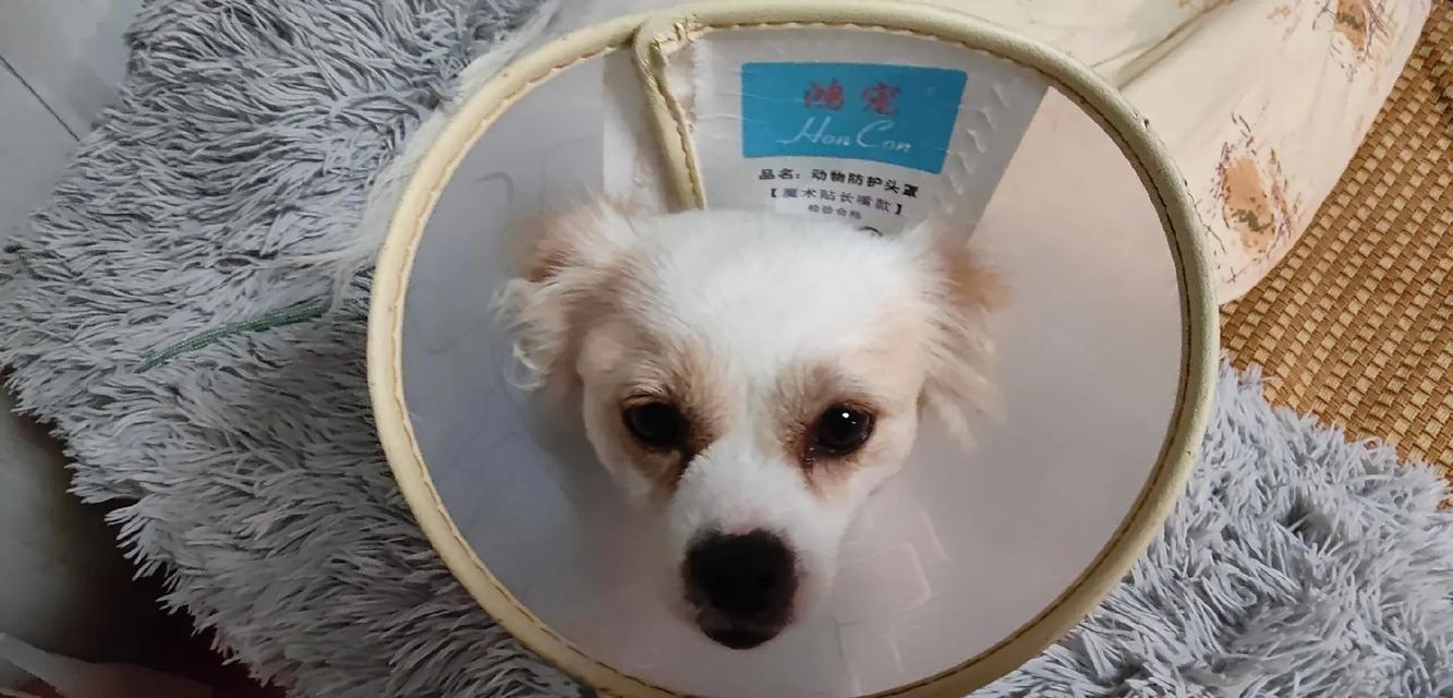 狗狗被头套吓到后应如何安抚? 狗狗被头套吓到后应如何安抚?