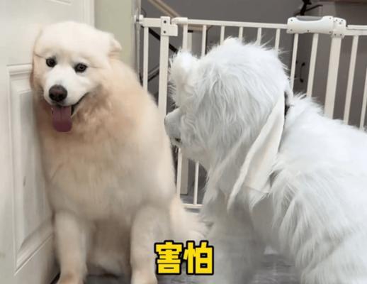 狗狗被头套吓到后应如何安抚? 狗狗被头套吓到后应如何安抚?
