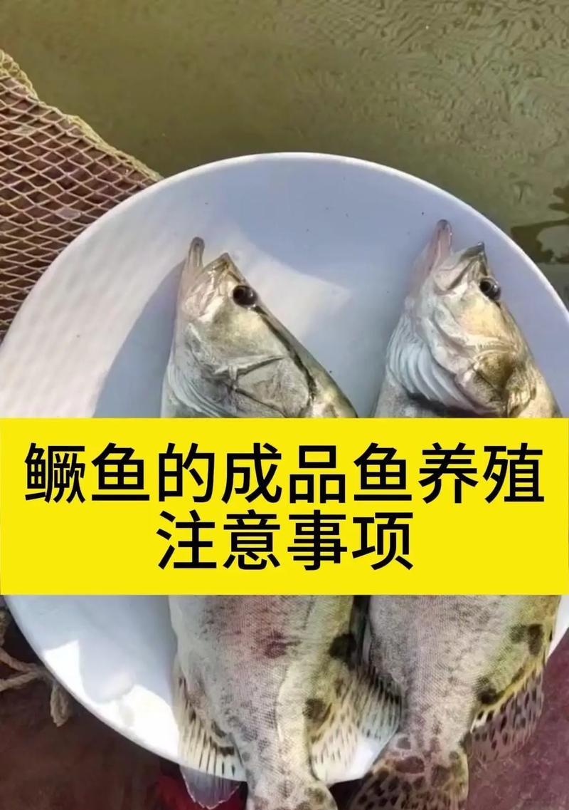 锦鲤鱼池中如何养殖鳜鱼和翘嘴？养殖技巧有哪些？