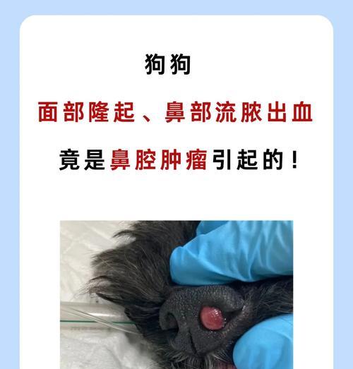 狗狗鼻子上的黑色物质是什么（探究黑色物质的成因）