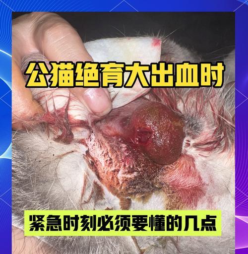 绝育后公猫体味重是什么原因？