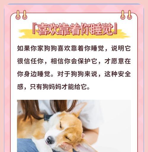 狗狗呼唤“妈妈”时应如何回应？这代表什么？