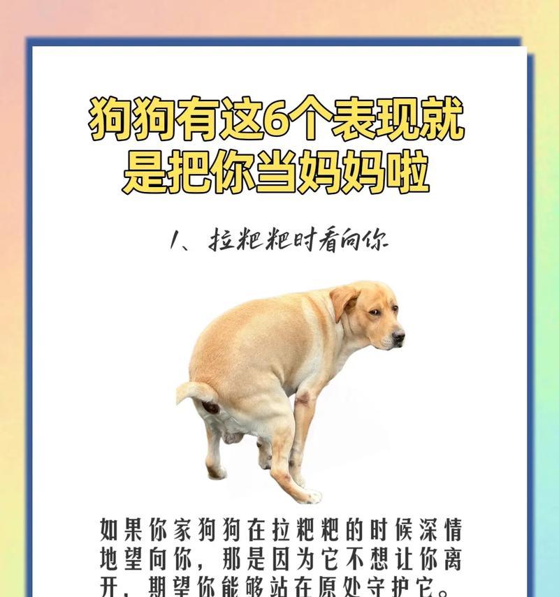 狗狗呼唤“妈妈”时应如何回应?这代表什么? 狗狗呼唤“妈妈”时应如何回应?这代表什么?