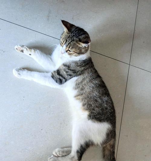 小猫小狗的美好生活（以宠物为主）