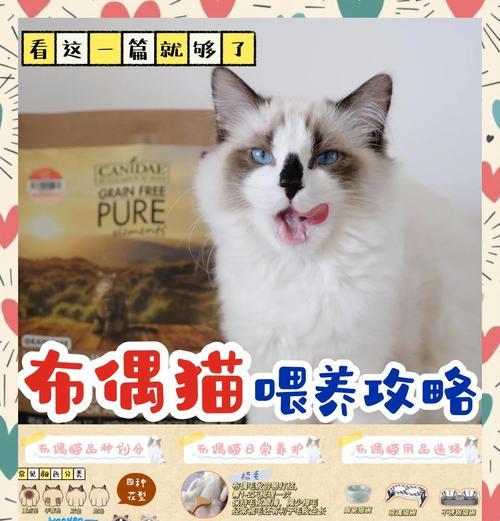 布偶奶牛猫幼崽价格是多少?如何挑选健康的小猫? 布偶奶牛猫幼崽价格是多少?如何挑选健康的小猫?