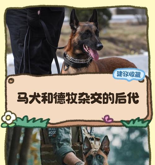以德牧串罗威纳小狗耳朵能立起吗（探究不同品种狗狗耳朵立起的原因与方法）