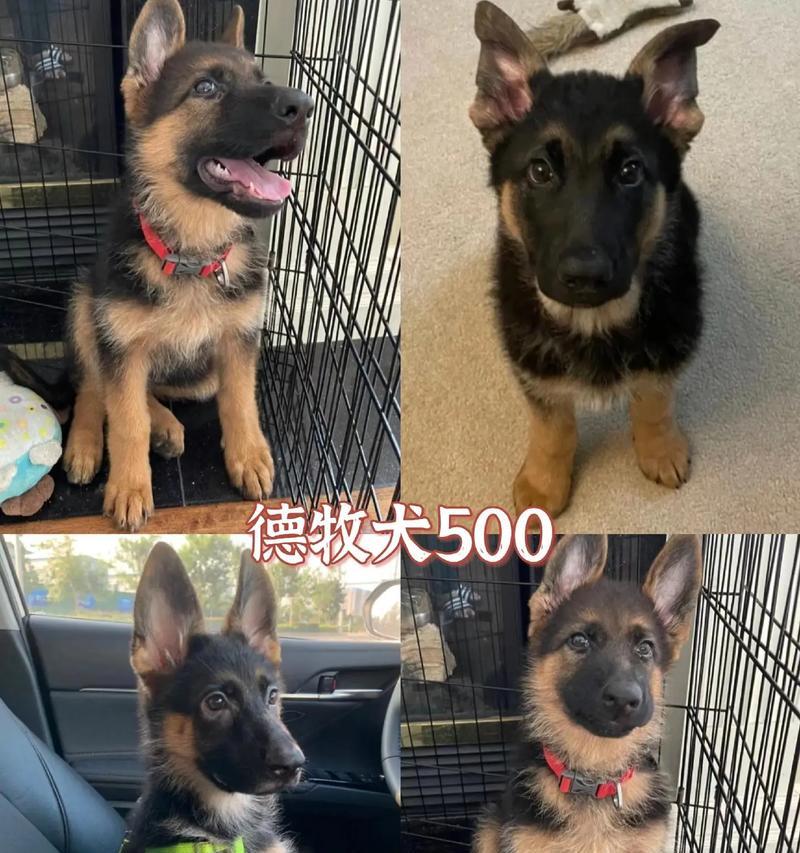 以德牧串罗威纳小狗耳朵能立起吗（探究不同品种狗狗耳朵立起的原因与方法）