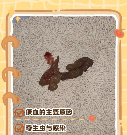 小猫身上有血丝的原因与解决方法(从宠物角度看待小猫身上的血丝问题) 小猫身上有血丝的原因与解决方法(从宠物角度看待小猫身上的血丝问题)