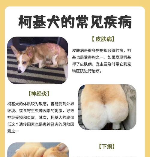 了解柯基犬的个性特点（揭秘柯基狗狗的性格秘密）