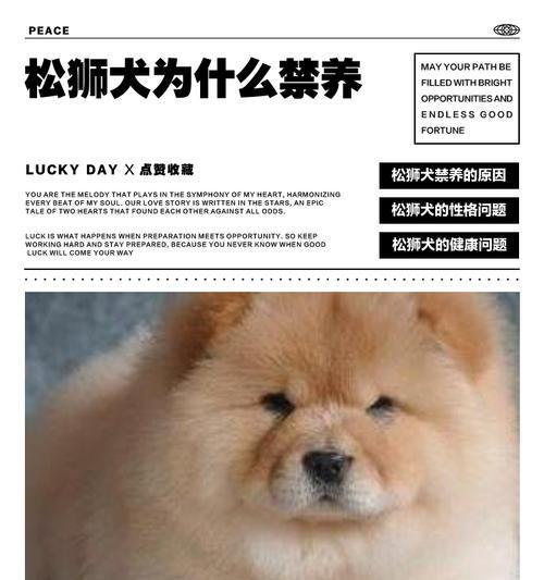 松狮犬养殖指南(以宠物为主) 松狮犬养殖指南(以宠物为主)