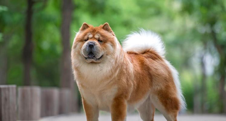 松狮犬养殖指南（以宠物为主）