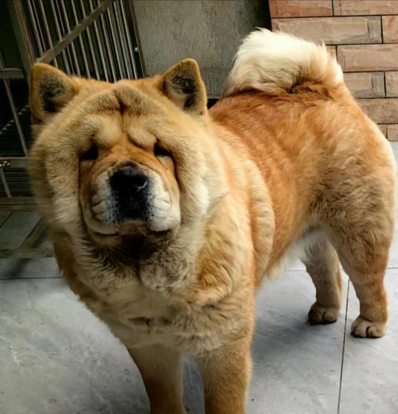 松狮犬养殖指南(以宠物为主) 松狮犬养殖指南(以宠物为主)