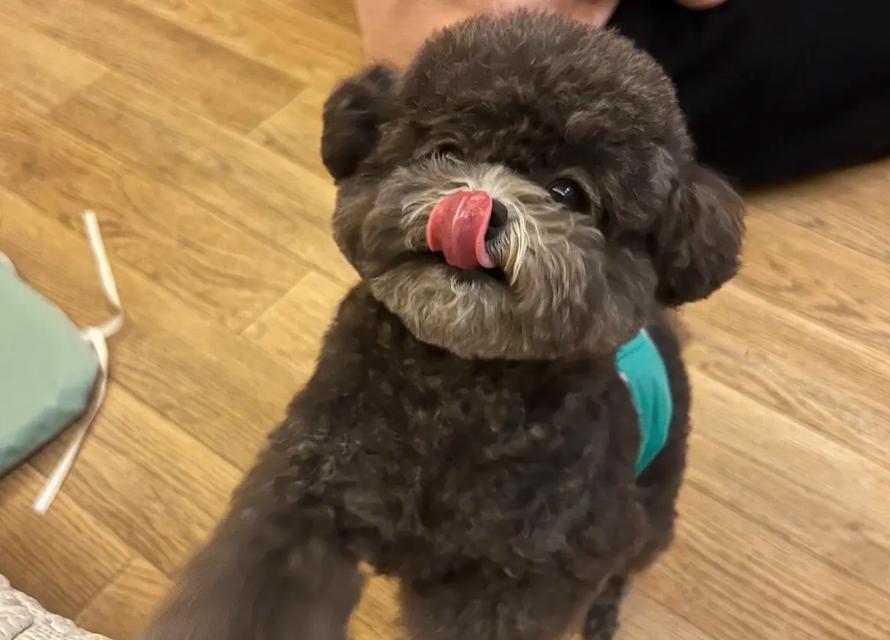 泰迪幼犬不活泼怎么办（宠物养殖）