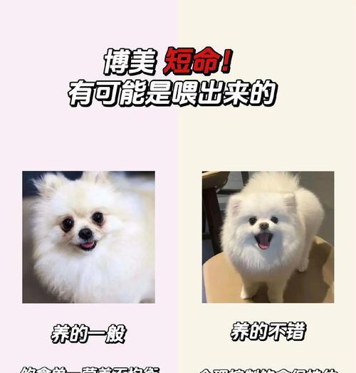 博美犬为什么会有垂耳？垂耳对健康有何影响？