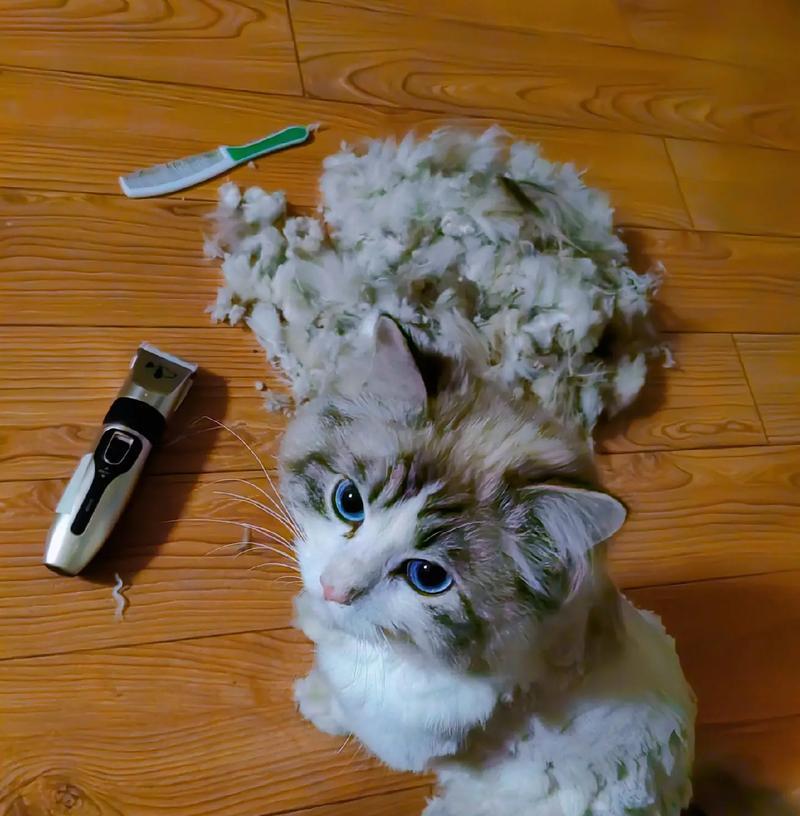 猫咪掉毛量大，如何解决（15个实用技巧帮你减少猫咪掉毛）