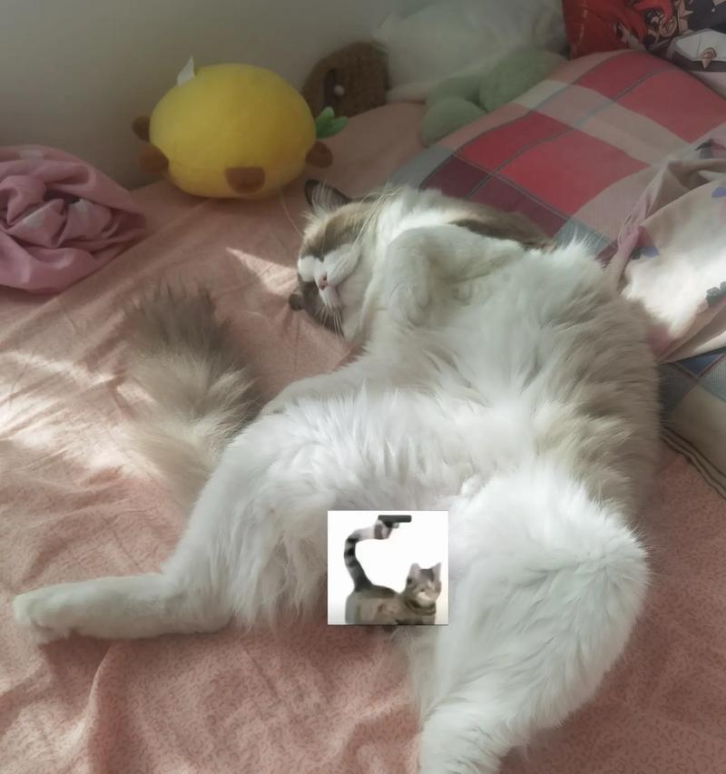 小猫很会睡觉，怎么办（宠物睡眠健康的管理方法）