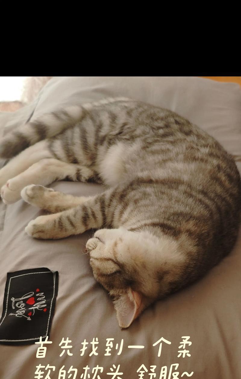 小猫很会睡觉，怎么办（宠物睡眠健康的管理方法）