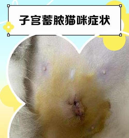 猫妈妈乳头旁边坏了如何处理（宠物猫生产后的乳头护理与病变治疗方法）