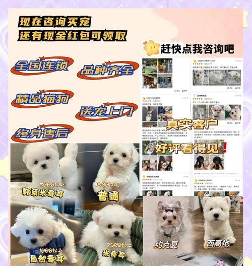 在狗市场购买博美犬需要多少钱？