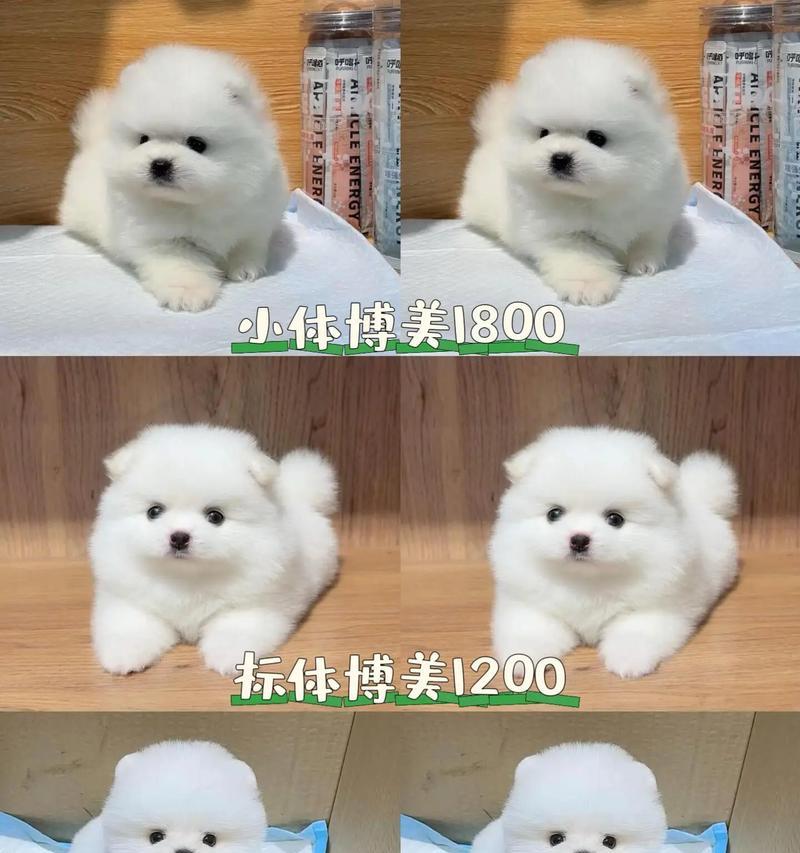 在狗市场购买博美犬需要多少钱？