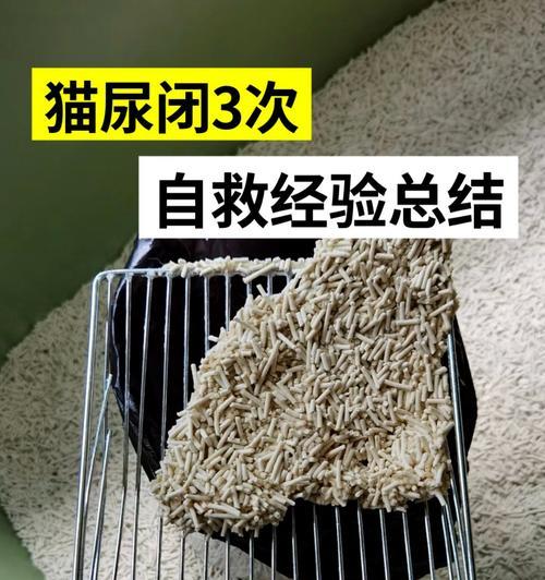 猫咪的便秘和尿频问题（宠物爱好者必读的常见疾病指南）