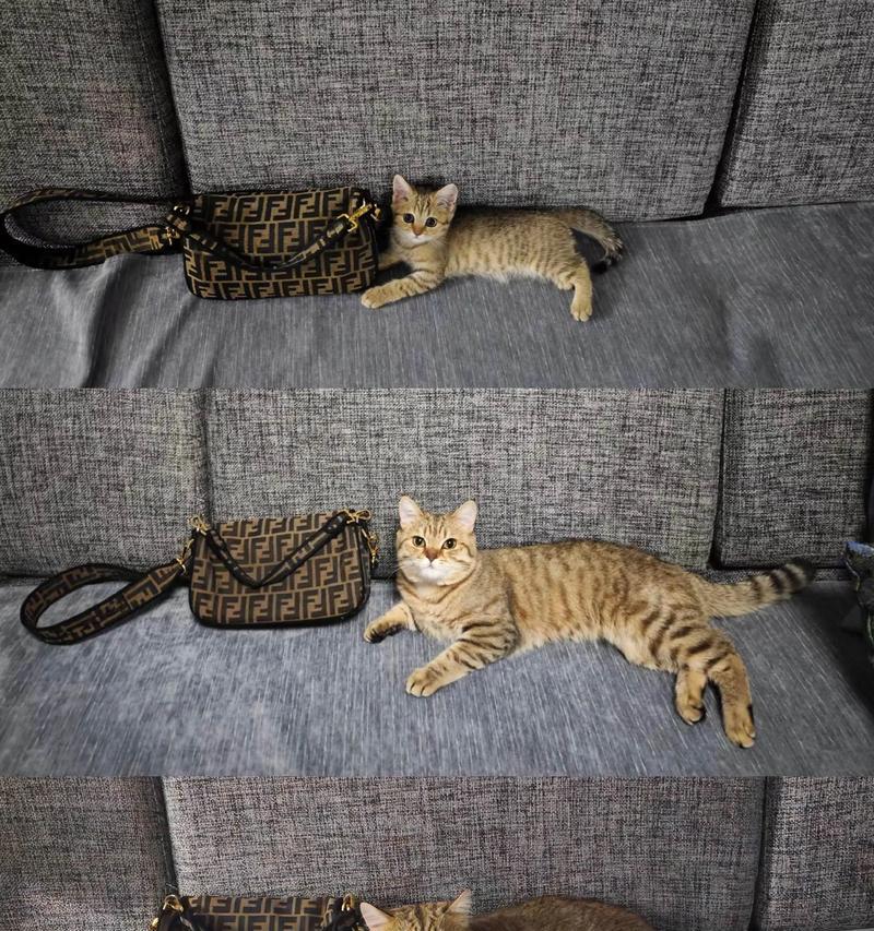怎么照顾小猫在猫咪死后（宠物猫咪离世后如何继续照顾小猫）