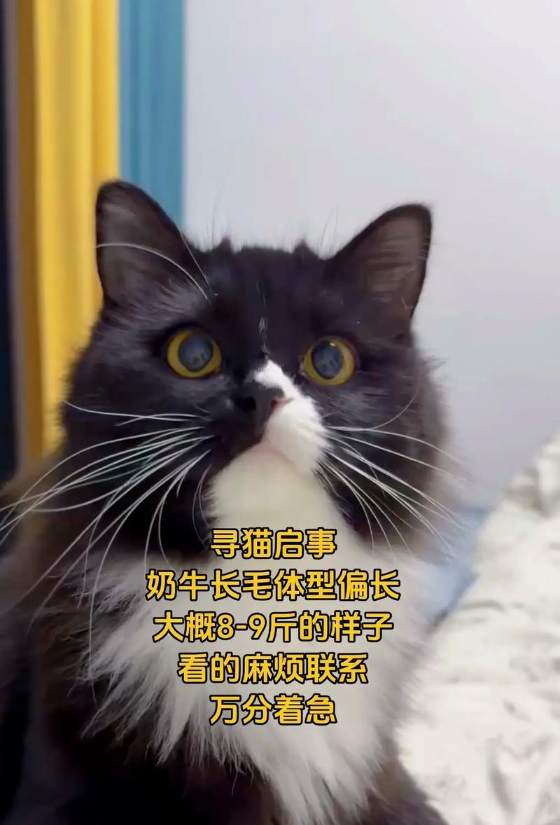 怎么照顾小猫在猫咪死后（宠物猫咪离世后如何继续照顾小猫）