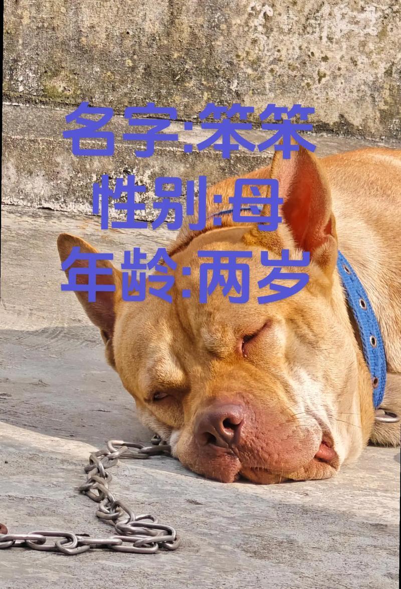为什么宠物狗老这么快（探讨狗狗寿命的原因及延长寿命的方法）