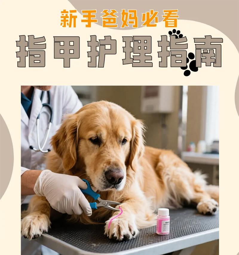 狗狗趾甲血线过长怎么办（宠物趾甲修剪技巧）
