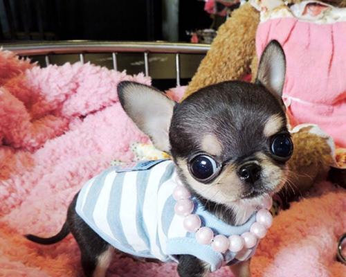 探秘娃娃熊犬——最受欢迎的宠物狗品种（了解娃娃熊犬的历史）