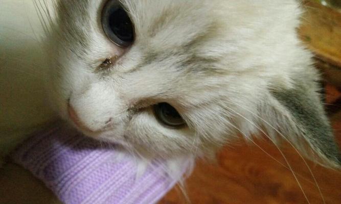 猫咪鼻子干燥有黑斑，如何预防和治疗（宠物爱护必备）