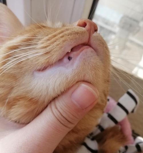 猫咪鼻子干燥有黑斑，如何预防和治疗（宠物爱护必备）