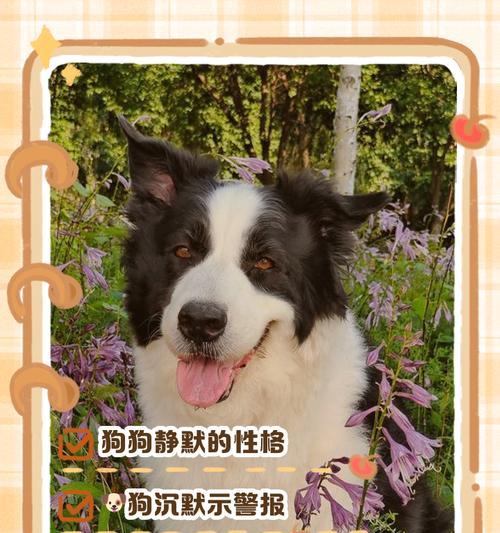 狗狗突然不叫是健康问题吗？需要看兽医吗？