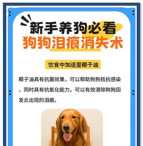 狗狗泪痕通常表示什么健康问题？如何处理？