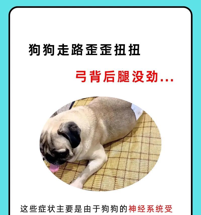 狗狗扭到腰怎么判断？出现哪些症状需要立即就医？
