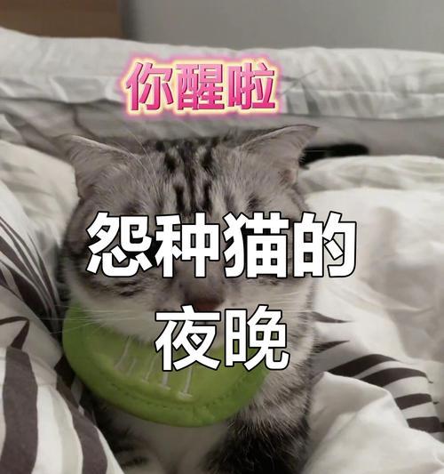 如何应对晚上不停叫的5个月小猫咪（宠物的夜间管理教程）