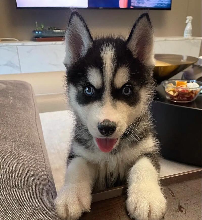 纯种哈士奇幼犬多少钱?购买时应注意哪些事项? 纯种哈士奇幼犬多少钱?购买时应注意哪些事项?