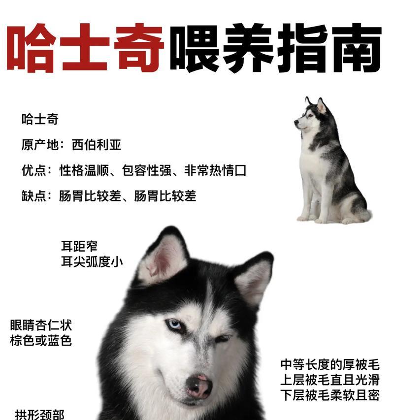 纯种哈士奇幼犬多少钱？购买时应注意哪些事项？