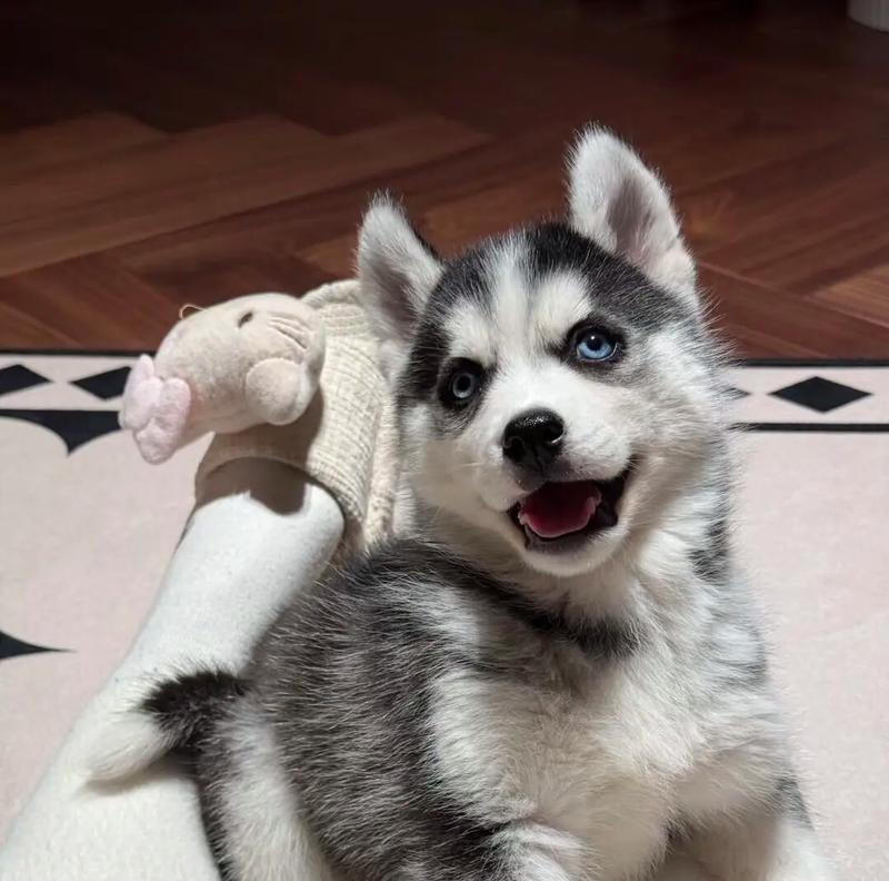 纯种哈士奇幼犬多少钱?购买时应注意哪些事项? 纯种哈士奇幼犬多少钱?购买时应注意哪些事项?