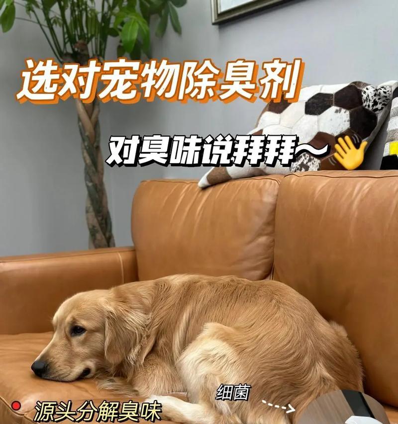 如何经济有效地去除狗狗体味？有哪些低成本除臭技巧？