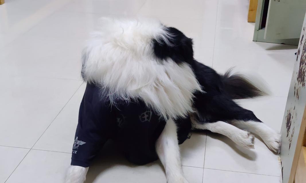 狗狗为什么一直挠自己（探究狗狗挠痒的原因和解决方法）