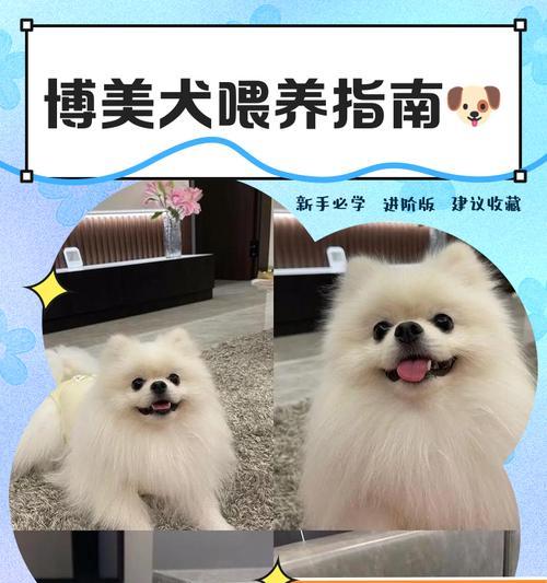 博美犬幼犬可以吃大米吗？正确的喂养方法是什么？