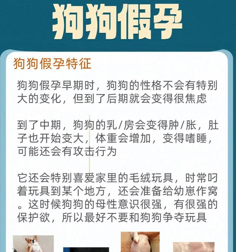 狗狗怀孕有哪些迹象？如何确认狗狗是否怀孕？