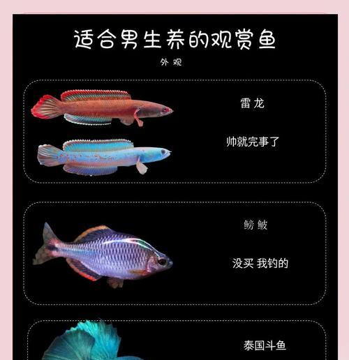 哪些观赏鱼品种价格下降？低价观赏鱼品种的选购指南？
