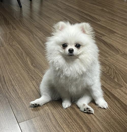 蹬腿的博美犬是什么品种？这种行为有何含义？