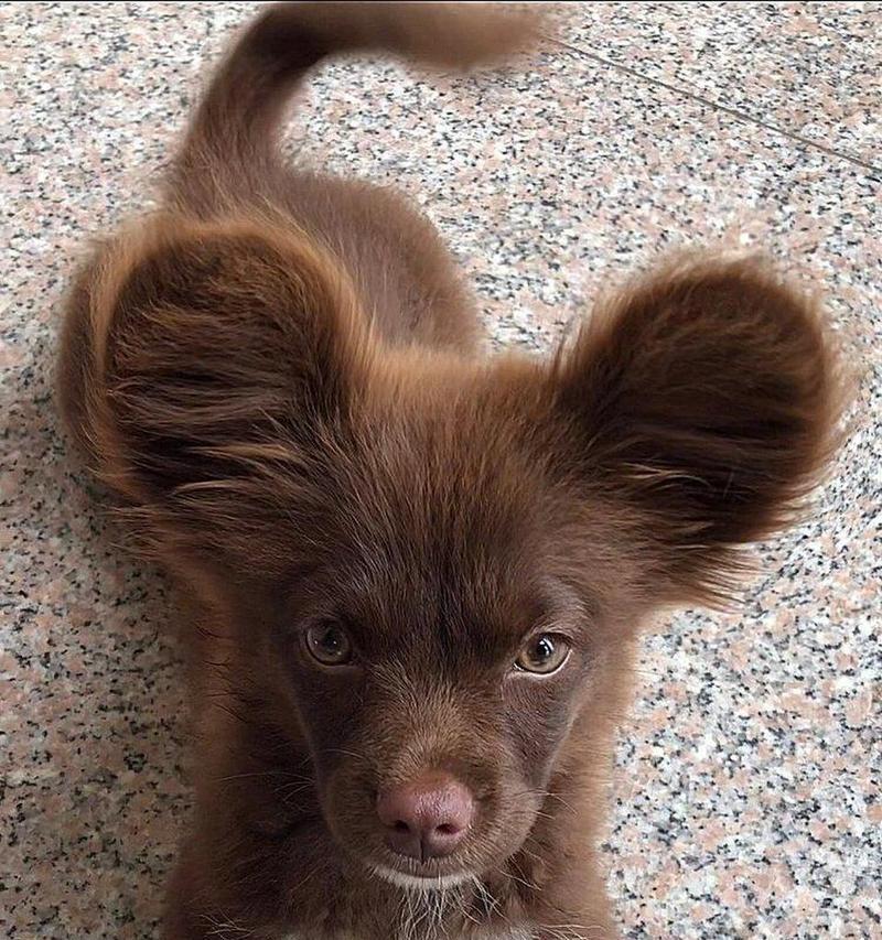 迷人的敲耳犬——比熊犬(探索比熊犬的敲耳朵习惯及喜好) 迷人的敲耳犬——比熊犬(探索比熊犬的敲耳朵习惯及喜好)